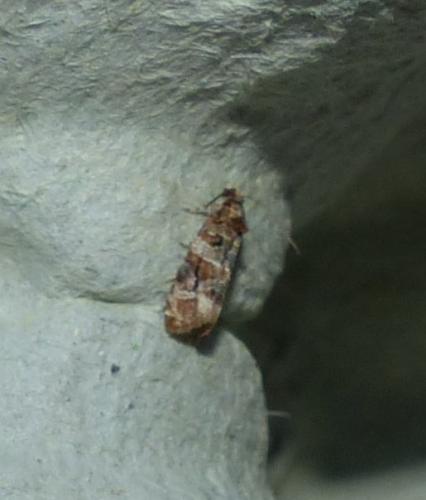 Lobesia sp.